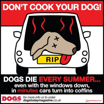 dont-cook-your-dog
